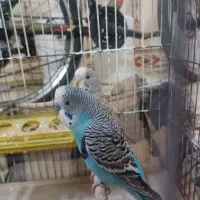 دو جفت مرغ عشق مولد+ یک مرغ عشق نر