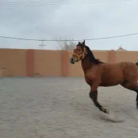 مادیان دره شوری شجره دار مدارک دار تاییدی فدراسیون|اسب و تجهیزات اسب‌سواری|نجف‌آباد, گلدشت|دیوار