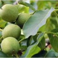 پیوند گردو چندلر دیر گل