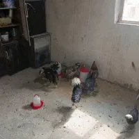 مرغ برهما