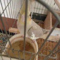 عروس هلندی سرحال و بازی گوش|پرنده|بروجرد, |دیوار