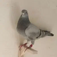 کبوتر مسافتی|پرنده|مشهد, حسین‌آباد|دیوار