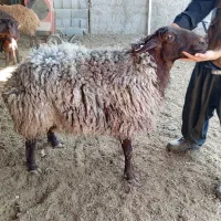 فروش قوچ و تعدادی بر نر همو و هترو