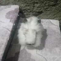 خرگوش فوق زیبا|موش و خرگوش|مریوان, |دیوار