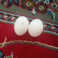 تخم کبوتر برای بچه رایگان