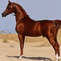 ی سر عرب مدارک دار شش دانگ