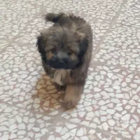 سگ پامر خرسی|سگ|قم, قلعه کامکار|دیوار