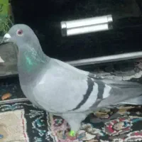 کبوتر پلاکی مسافتی