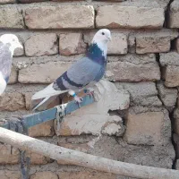 کبوتر پرشی شازده