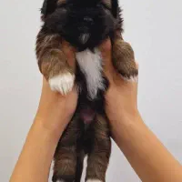 واگذاری شیتزو|سگ|رشت, کوی مهر|دیوار