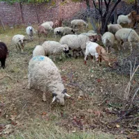 گوسفند میش و بره|حیوانات مزرعه|رابر, |دیوار