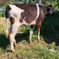 دوراس گوساله دورگ هلشتاین صحرایی ماده از گاو