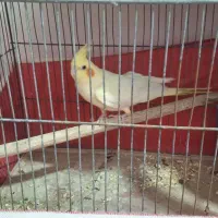 عروس هلندی و2 عدد مرغ عشق