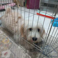 سگ شیتزو با وسایل