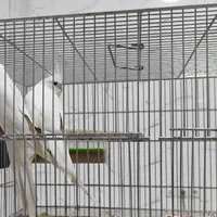 عروس هلندی آلبینو نر و ماده|پرنده|اصفهان, سروستان|دیوار