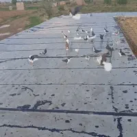 کبوتر