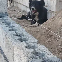لاس گله ای جونوری واقعا کم حریف