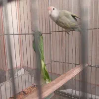 طوطی برزیلی ماده|پرنده|کرمانشاه, |دیوار