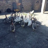 قاز و قوقاز