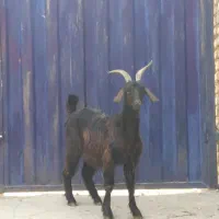 بز بزغاله دار