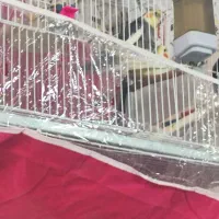 جفت عروس روی تخم و جوجه معاوضه|پرنده|مشهد, پنجتن|دیوار