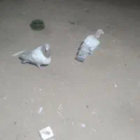 نرابلغ ماده اش گربه خورده دوجوجه داره
