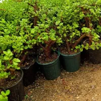 فروش انواع کاکتوس و ساکولنت‌