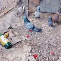 کبوتر|پرنده|بم, |دیوار