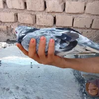 ۵عدد کبوتر