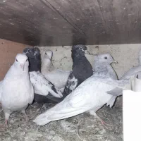 جوجه کله الماسی .سینه .سار