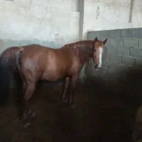 اسب|اسب و تجهیزات اسب‌سواری|اصفهان, عباس‌آباد|دیوار