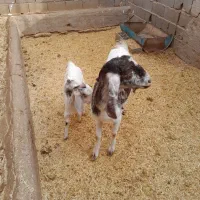 بزوبزغاله|حیوانات مزرعه|سمنان, |دیوار