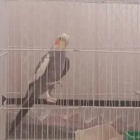 عروس هلندی سخنگو