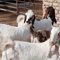 بزغاله ماده پاکستانی|حیوانات مزرعه|کاشمر, |دیوار