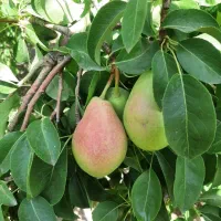 نهال های ۳ ساله میوه کیسه ای با میوه