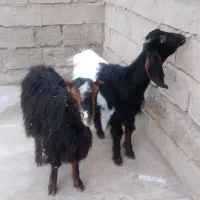 باسلام فروش دو عدد بزغاله سالم وسرحال|حیوانات مزرعه|لیلان, |دیوار