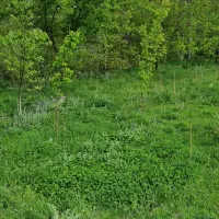 زمین باغ دیزج لیلی خانی|فروش خانه و ویلا|باسمنج, |دیوار