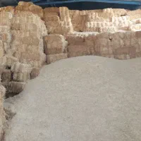 کاه رو گندم