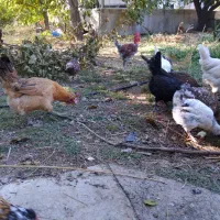 مرغ گلین ولری