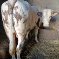 گاو نر