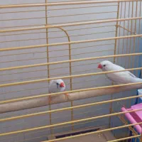 فنچ|پرنده|یاسوج, |دیوار