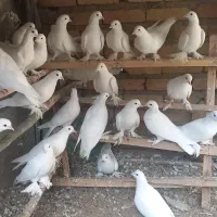 کبوتر یاهو|پرنده|بهار, |دیوار