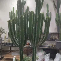 فروش کاکتوس افوربیا،ساکولنت،گلدان،کود|گل و گیاه طبیعی|تهران, شهرک شهید باقری|دیوار