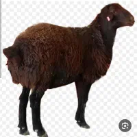 بره 40 کیلویی