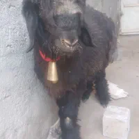 سیاه کیلویی|حیوانات مزرعه|شهرکرد, |دیوار