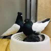 کبوتر کفتر طوقی سینه سیاه زیبا