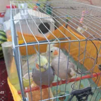 عروس هلندی|پرنده|تهران, سوهانک|دیوار