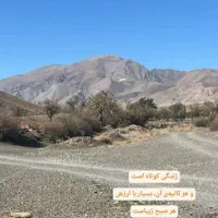 گردو زار و بکر