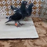 کفتر|پرنده|مشهد, انصار|دیوار