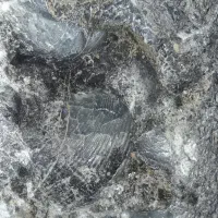 فسیل